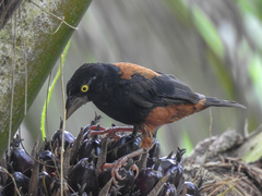 Ploceus castaneofuscus