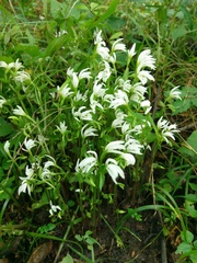 Triphora trianthophoros trianthophoros