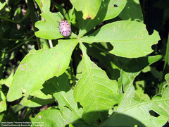 Alagoasa vigintiseptemmaculata