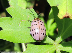 Alagoasa vigintiseptemmaculata