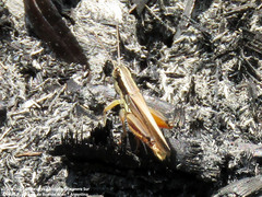 Dichroplus elongatus