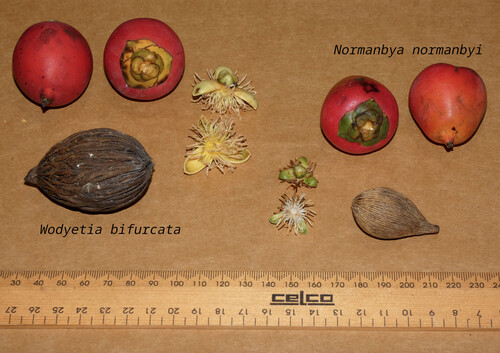 Wodyetia bifurcata