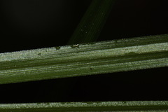 Carex goyenii