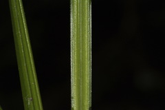 Carex goyenii