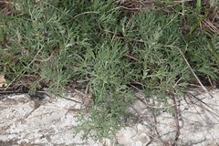 Artemisia alba
