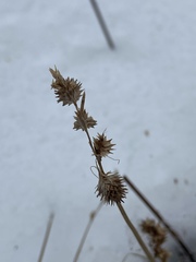 Carex sparganioides