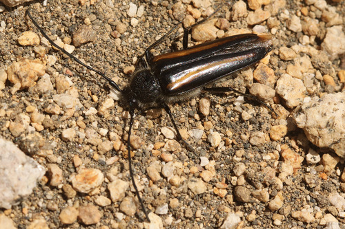 Zehra flavosignata