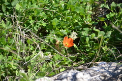 Sphaeralcea lindheimeri