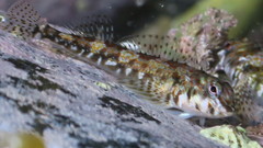 Bellapiscis lesleyae