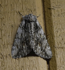 Catocala coccinata