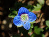 Grey Field-Speedwell - Photo (c) Matthieu Gauvain, some rights reserved (CC BY-NC), uploaded by Matthieu Gauvain