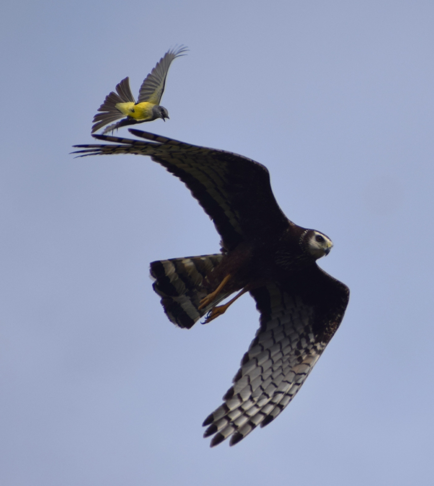 Long-winged Harrier (Circus buffoni)