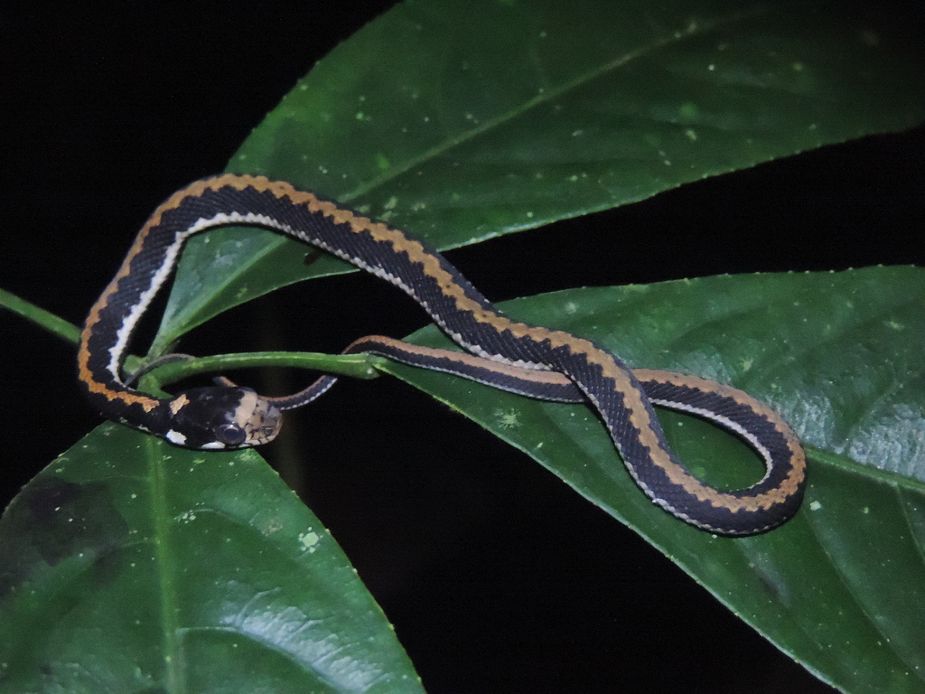 Javanese Keelback
