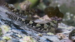 Bellapiscis lesleyae