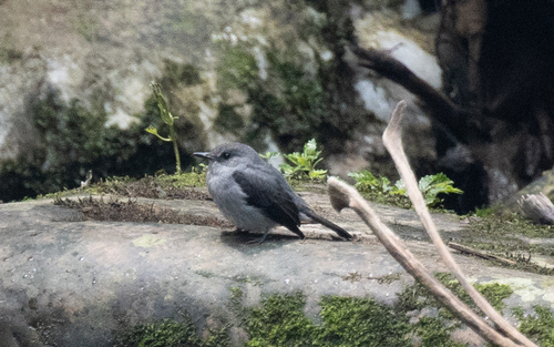 Cassin's Flycatcher (Muscicapa cassini), photo 5