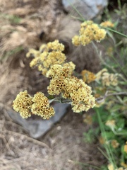 Helichrysum odoratissimum