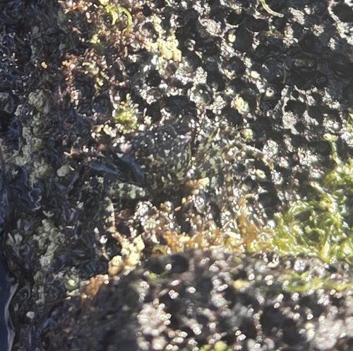 Pachygrapsus planifrons, 2025-12-22