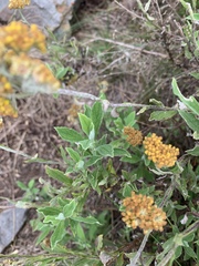 Helichrysum odoratissimum