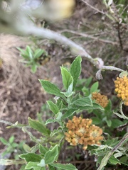 Helichrysum odoratissimum