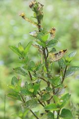 Mentha