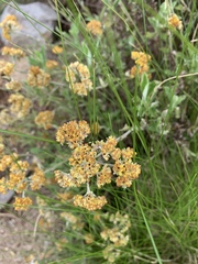 Helichrysum odoratissimum