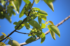 Aristotelia chilensis
