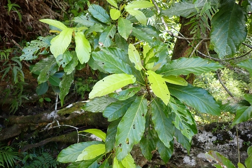 Macaranga corymbosa observed 2025-12-15