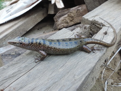 Lamprolepis smaragdina