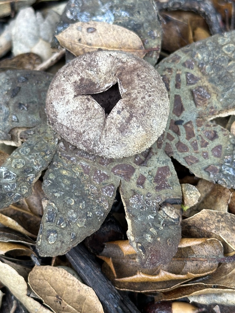 Astraeus hygrometricus · December 2025 · photo: © irinamitine (iNaturalist, cc-by)