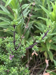 Syncolostemon albiflorus