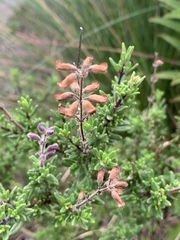 Syncolostemon albiflorus