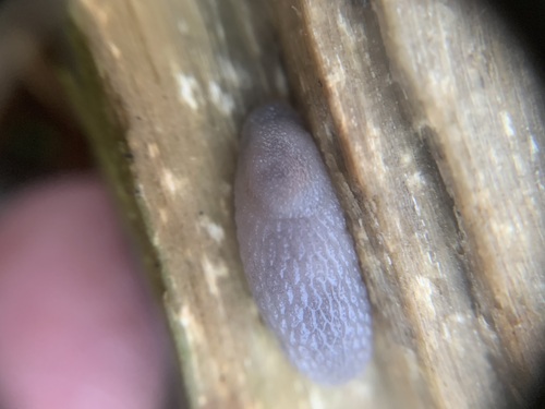 Hedgehog Slug, Gelderland, NL, photo 5 of 10
