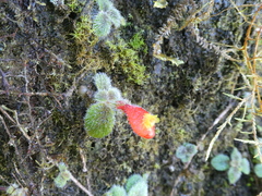 Pachycaulos nummularia