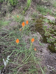 Kniphofia galpinii