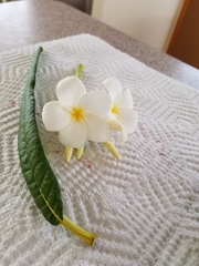 Plumeria alba