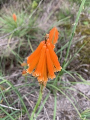 Kniphofia galpinii