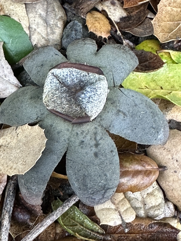 Astraeus hygrometricus · December 2025 · photo: © irinamitine (iNaturalist, cc-by)