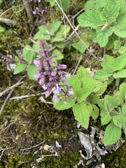 Plectranthus rubropunctatus