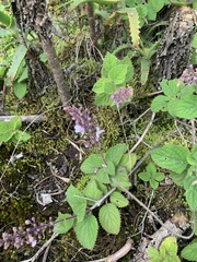 Plectranthus rubropunctatus