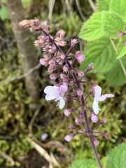 Plectranthus rubropunctatus