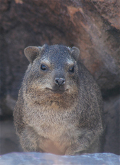 Procavia capensis welwitschii