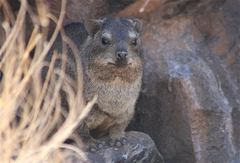 Procavia capensis welwitschii