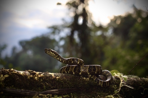 Photo of a Speckled Forest Pit Viper (Bothrops taeniatus)