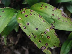 Phyllosticta hypoglossi