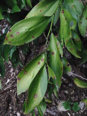 Phyllosticta hypoglossi