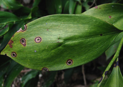 Phyllosticta hypoglossi