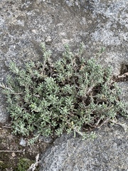 Helichrysum obductum