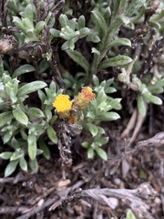 Helichrysum obductum