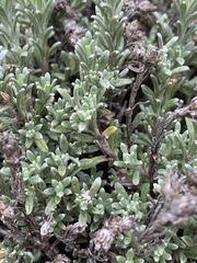 Helichrysum obductum