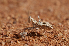 Ligariella